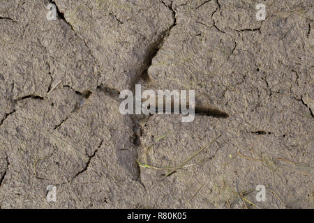 Eurasian Bittern, Great Bittern (Botaurus stellaris). Footprints in mud, Mecklenburg-Western Pomerania, Germany Stock Photo