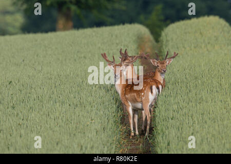 Fallow deer (Cervus dama, Dama dama). Bucks in velvet in a cornfield, Schleswig-Holstein, Germany Stock Photo