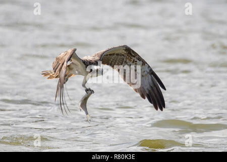 Osprey (Pandion haliaetus) starting from the water with a fish in its talons. Germany Stock Photo