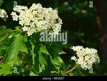 Wild Service Tree, Chequers Tree, Checkers Tree (Sorbus torminalis). Twigs with leaves and flowers. Germany Stock Photo