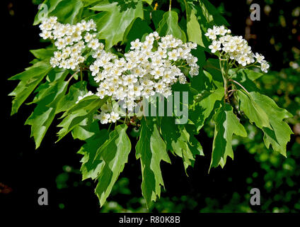 Wild Service Tree, Chequers Tree, Checkers Tree (Sorbus torminalis). Twigs with leaves and flowers. Germany Stock Photo