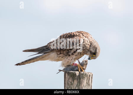Common Kestrel (Falco tinnunculus). Adult perched with mouse prey. Berlin, Germany Stock Photo