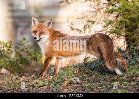 Red Fox (Vulpes vulpes). Adult stretching in the morning after sleeping. Germany Stock Photo