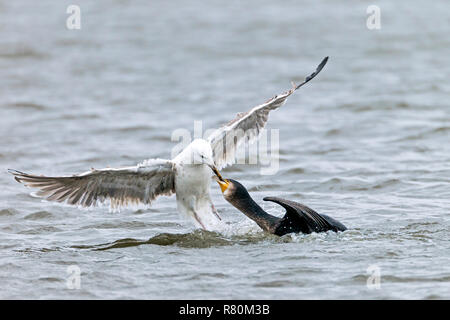 Juvenile Great Black-backed Gull (Larus marinus) trying to pull prey out of a Great Cormorants throat. Danmark Stock Photo