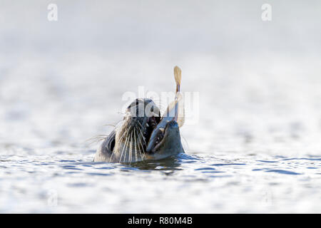 Common Seal, Harbor Seal (Phoca vitulina) eating an European Flounder. North Sea, Germany Stock Photo