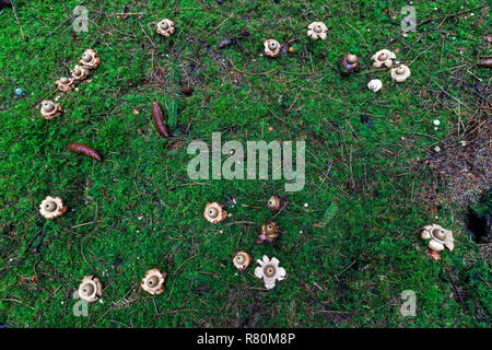 Collared Earthstar (Geastrum triplex), fairy ring on the forest floor. Germany Stock Photo