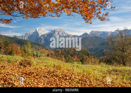 Beech in autumnal alpine landscape with the mountain Hoher Goell in background. Berchtesgadener Land, Bavaria, Germany Stock Photo