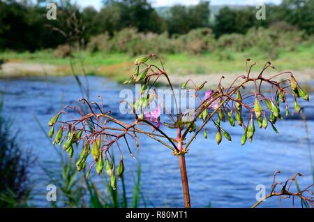Himalayan Balsam seed pods  Impatiens glandulifera on a river bank Carmarthenshire Wales UK Stock Photo