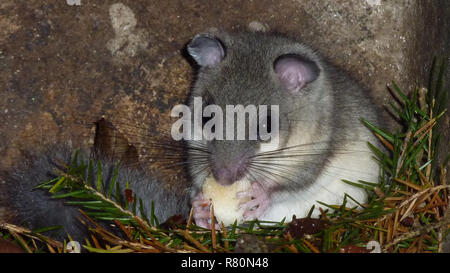 Edible Dormouse (Glis glis). Before leaving the summer quarter, dormice eat as much as possible to create fat reserves for hibernation. High-energy fruits such as beechnuts, acorns and all kinds of berries are preferred. Germany Stock Photo