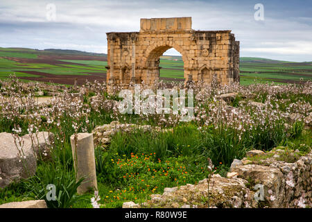 Morocco, Meknes, Volubilis Roman site, wold flowers growing at Triumphal Arch of Caracalla, built 217 by Marcus Aurelius Stock Photo