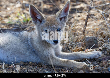 Black-backed jackal (Canis mesomelas), cub, lying on arid ground, alert, Kruger National Park, South Africa, Africa Stock Photo
