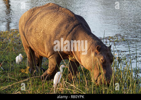Hippopotamus (Hippopotamus amphibius), wading and grazing in the shallow water of the Sabie River,followed by two cattle egrets (Bubulcus ibis),Kruger Stock Photo