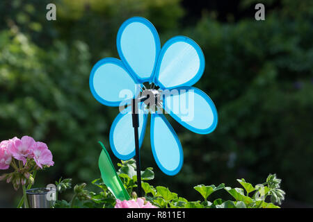 Colorful Aeonium haworthii pinwheel Stock Photo