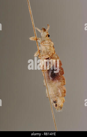 Head louse (Pediculus humanus capitis) on a human hair, Germany Stock Photo