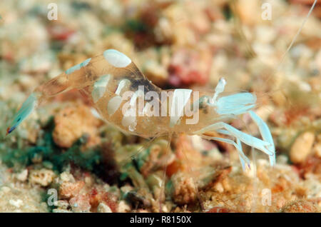 Magnificent shrimp (Periclimenes magnificus), South China Sea, Redang, Malaysia Stock Photo