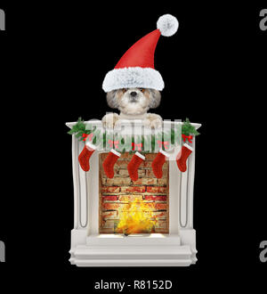 Shitzu santa dog near fireplace. Isolated on black Stock Photo