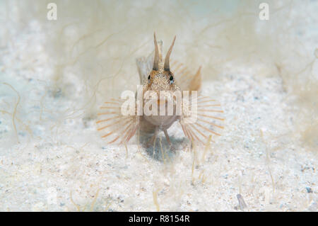 Tentacled Blenny (Parablennius tentacularis), Black Sea, Crimea, Ukraine Stock Photo