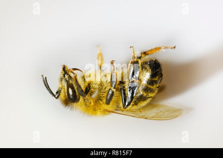 Dead honey bee (Apis mellifera), Colony collapse disorder, insect death, Germany Stock Photo