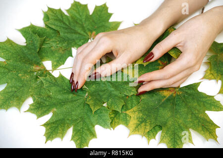 beautiful well-groomed female hands on white background, green leaves.
