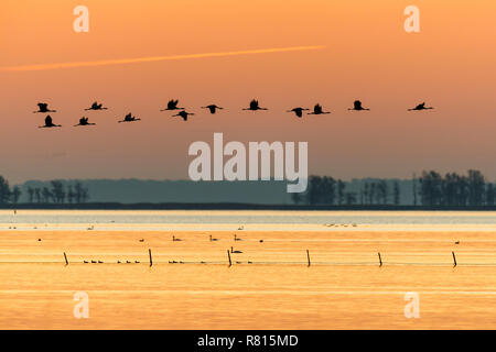 Common cranes (Grus grus), swarm of birds flying at sunset over water, Western Pomerania Lagoon Area National Park Stock Photo