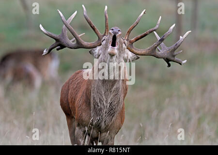 Red deer (Cervus elaphus), in rutting season, belling, Denmark Stock Photo