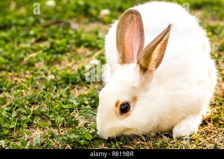 Cute little white rabbit (Oryctolagus cuniculus) sitting on the green grass Stock Photo