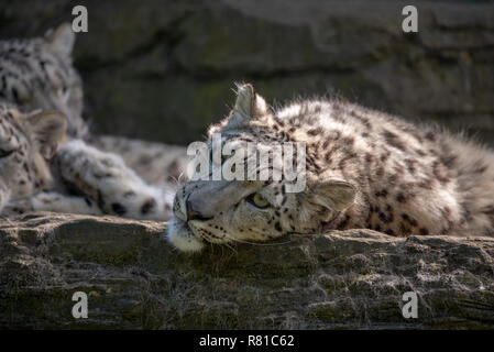 Face of female white snow leopard laying on the ledge