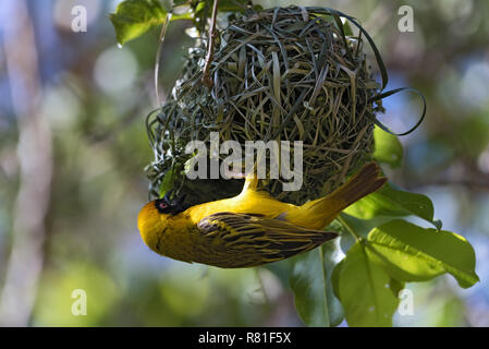 male African masked weaver is building on his nest Stock Photo