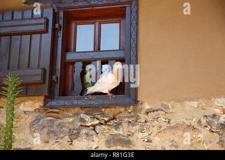 Pigeon sitting on the window in old village, Cyprus. Stock Photo