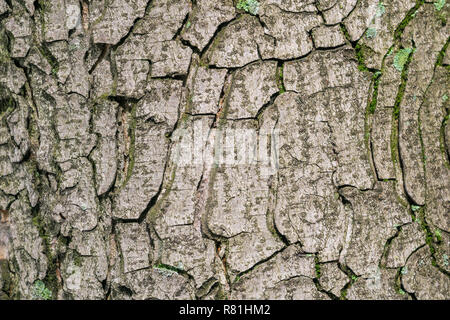 Close-up of the Tree Bark of a Chestnut Tree (Castanea sativa). Stock Photo