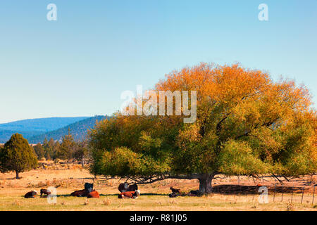 A large tree provides shade for cattle in a field in eastern Oregon Stock Photo