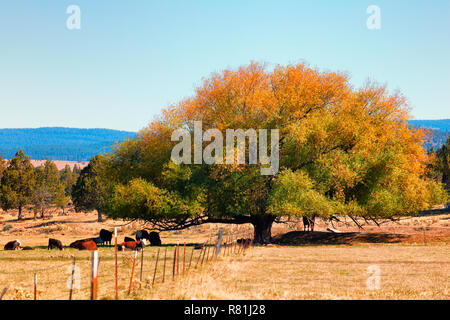 A large tree provides shade for cattle in a field in eastern Oregon Stock Photo