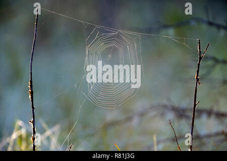 A horizontal image of a spider web strung between two branches that are upright and serves as a trap for insects flying through the air in rural Alber Stock Photo