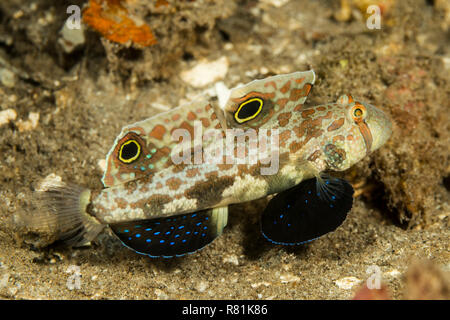 Two Spot Goby, Crab-eyed Goby Goby (Signigobius biocellatus) in Celebes Sea. Bunaken National Park, North Sulawesi, Indonesia Stock Photo