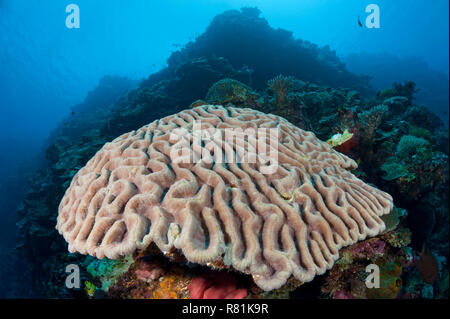 Hard Brain Coral (Platygyra lamellina) in Celebes Sea. Bunaken National Park, North Sulawesi, Indonesia Stock Photo