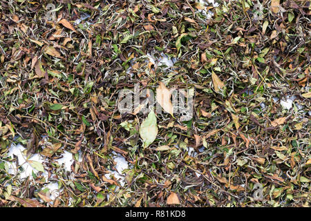 Tea (Camellia sinensis). Drying tea leaves in the sun. China, Fujiang Province, Xiapu County Stock Photo