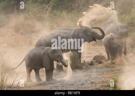Asian Elephant (Elephas maximus). Family dust bathing. Jim Corbett National Park, India Stock Photo