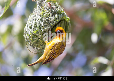 Village Weaver (Ploceus cucullatus), male building nest. Ethiopia Stock Photo