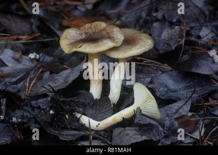 Hygrophorus hypothejus, commonly known as herald of the winter Stock Photo