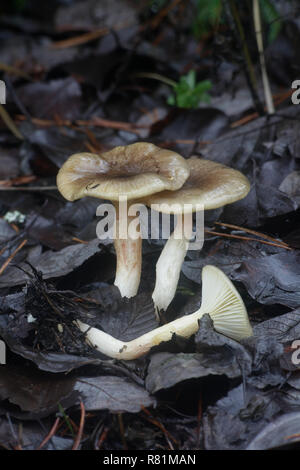 Hygrophorus hypothejus, commonly known as herald of the winter Stock Photo