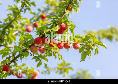 Red mirabelle cherry plums - Prunus domestica syriaca lit by sun, growing on wild tree on a summer house in Skopelos Island, Greece. Stock Photo