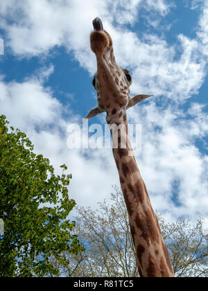 Giraffe Sticking Tongue Out Stock Photo
