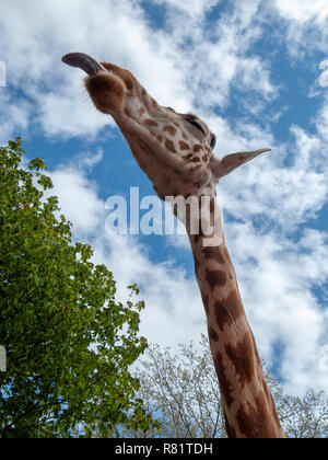 Giraffe Sticking Tongue Out Stock Photo