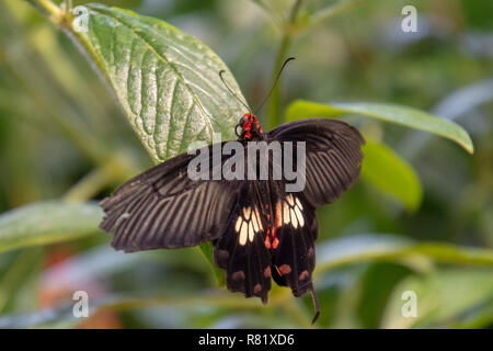 Common Rose butterfly (Pachliopta aristolochiae) in the Butterfly Pavillion, National Museum of Natural History, Smithsonian Institution, Washington,  Stock Photo