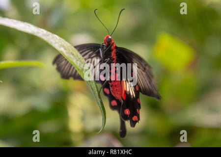 Common Rose butterfly (Pachliopta aristolochiae) in the Butterfly Pavillion, National Museum of Natural History, Smithsonian Institution, Washington,  Stock Photo