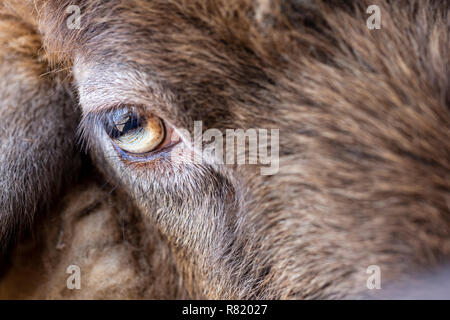 Close up detail of a goats eye looking at camera, Teno Alto, Tenerife, Canary Islands, Spain Stock Photo