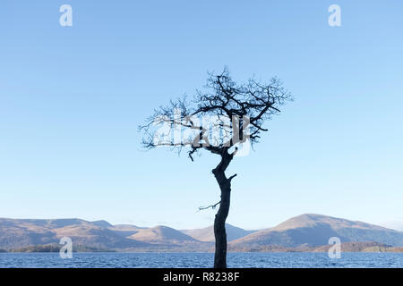 One single lone tree in water at Milarrochy Bay Loch Lomond Scotland UK Stock Photo