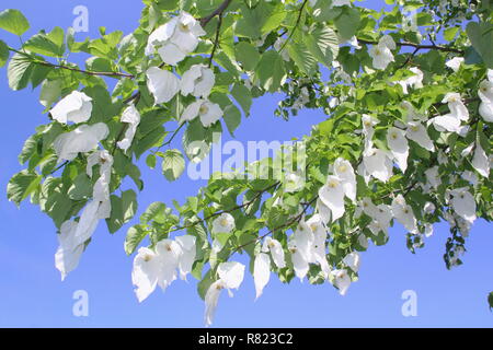 Davidia involucrata. Flowering bracts of the Handkerchief tree, or Ghost tree, in spring, UK garden Stock Photo