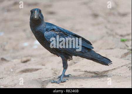 Thick-billed Raven (Corvus crassirostris), Simien Mountains National Park, Amhara Region, Ethiopia Stock Photo