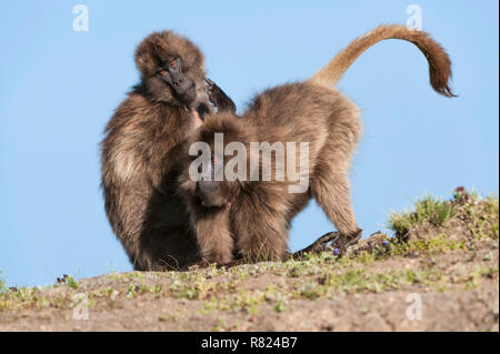 Gelada baboons (Theropithecus gelada) grooming each other, Simien Mountains National Park, Amhara Region, Ethiopia Stock Photo